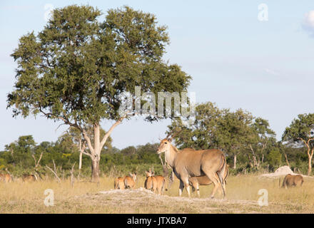 Allevamento di comune eland (Taurotragus oryx) alimentazione su una prateria aperta