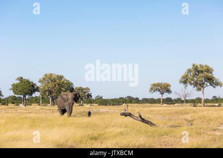 Vista panoramica di un lone elefante africano (Loxodonta africana) bull camminando di fronte una prateria savana Foto Stock