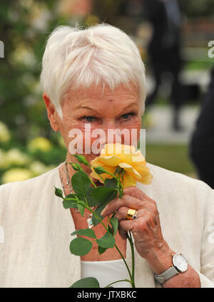 L'attrice Dame Judi Dench odori una rosa di nome dopo la sua presso il Royal Horticultural Missionarie Chelsea Flower Show. Foto Stock