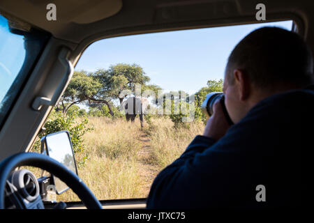 Turisti in un veicolo a motore a fotografare un avvicinamento elephant Foto Stock