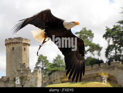 Un aquila calva esecuzione in un display di falconeria al Castello di Warwick Foto Stock