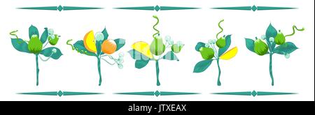 Mano-set per disegno di mazzi da frutti e foglie isolato su bianco. Illustrazione Vettoriale. Disegnato a mano. Bellissimi fiori gli elementi di design. Illustrazione Vettoriale