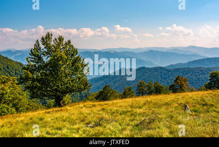 Grande faggio sul bordo di un pendio erboso. bella inizio autunno scenario vista da lontano le creste della montagna Foto Stock