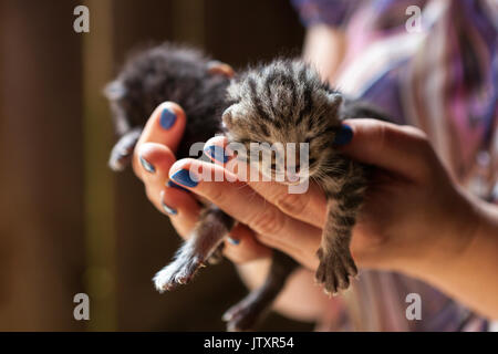 Due i gattini appena nati su mani umane Foto Stock
