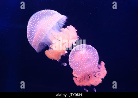 Due camera rosa meduse nuotare in acqua scura Foto Stock