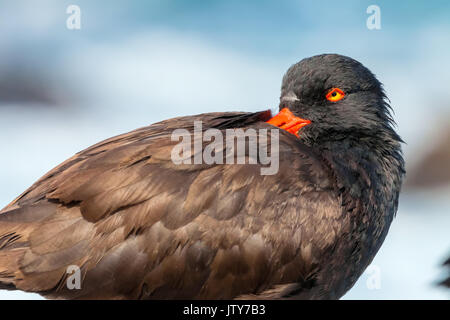 Una chiusura di un nero (oystercatcher haematopus bachmani) a sistemare la sua distinta in appoggio, penisola di Monterey, California, Stati Uniti d'America Foto Stock