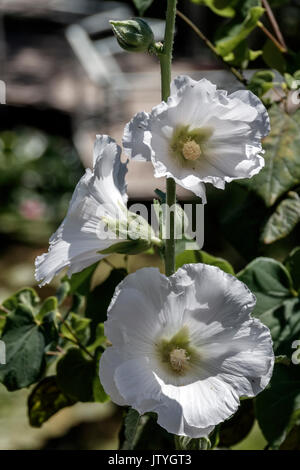 Fiori di Malva moschata 'Alba' e 'Rosea' close-up Foto Stock