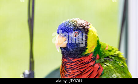 Close up di Rainbow Lorikeet (Trichoglossus moluccanus) Foto Stock