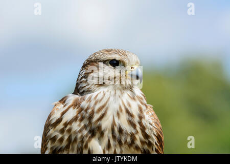 Close up ritratto di una Saker falcon (Falco cherrug) Foto Stock