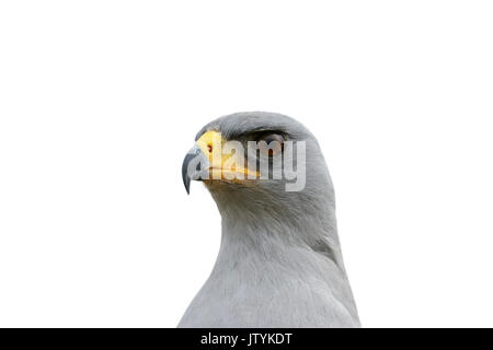 Close up ritratto di un Orientale (pale) salmodiare astore (Melierax poliopterus) su uno sfondo bianco. Noto anche come un somalo salmodiare astore Foto Stock