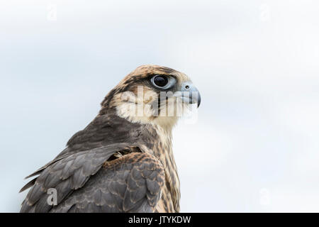 Close up ritratto di un Lanner falcon (Falco biarmicus) Foto Stock