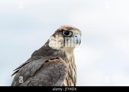 Close up ritratto di un Lanner falcon (Falco biarmicus) Foto Stock