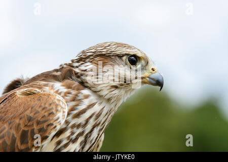 Close up ritratto di una Saker falcon (Falco cherrug) Foto Stock