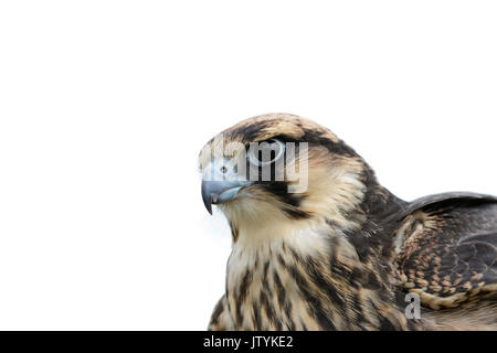 Close up ritratto di un Lanner falcon (Falco biarmicus) su uno sfondo bianco Foto Stock