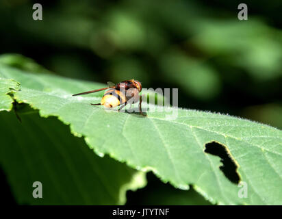 Hornet Hoverfly (Volucella zonaria) allontanamento. Questo è un maschio. Foto Stock