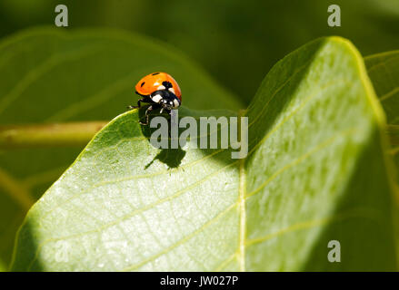 Ladybird appollaiato su una foglia verde in primavera Foto Stock