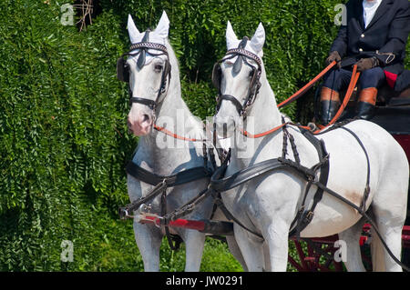 L'Italia, Lombardia, Crema, Horse Show, il carrello Foto Stock