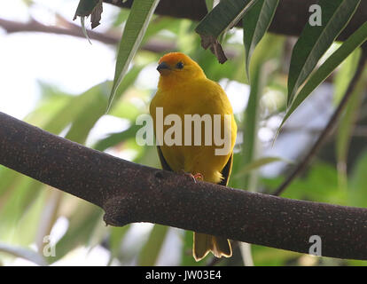 Voce maschile Sud Americana Zafferano finch (Sicalis flaveola) nativo per il più ampio bacino amazzonico. Foto Stock