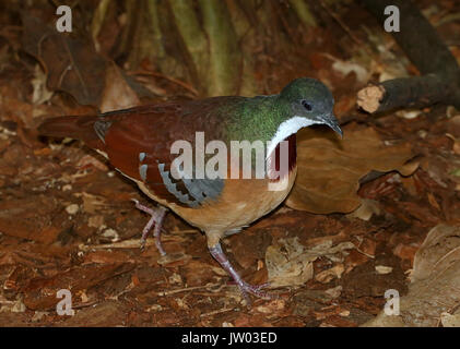 Asiatica di Mindanao lo spurgo-cuore piccione (Gallicolumba criniger), a.k.a Bartlett spurgo del cuore colomba. Foto Stock