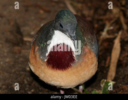 Asiatica di Mindanao lo spurgo-cuore piccione (Gallicolumba criniger), a.k.a Bartlett spurgo del cuore colomba. Foto Stock