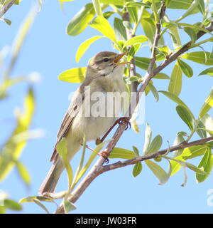 Eurasian Willow trillo (Phylloscopus trochilus) cantano in primavera. Foto Stock