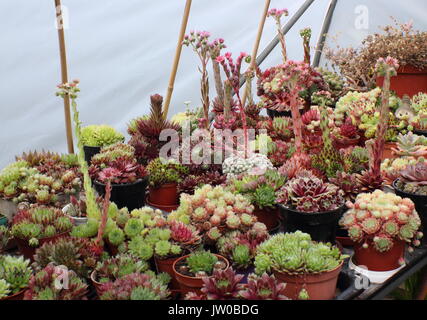 Una pianta amante di succulenti crescente di raccolta in vaso sotto la copertura in un giardino suburbano, REGNO UNITO Foto Stock