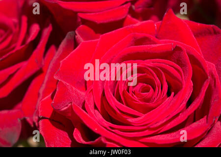 Rose. Bella rosa rossa. Fiore in fiore. Macro. Foto Stock