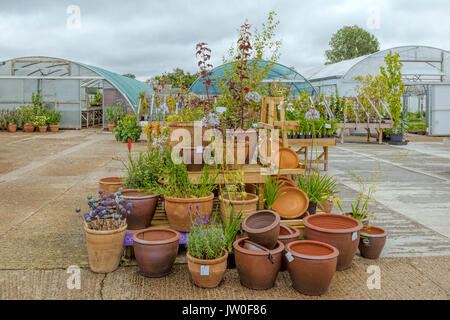 Visualizzazione delle piante in vasi di terracotta presso il vivaio della Beth Chatto Gardens, Elmstead Market, Essex, Inghilterra, Regno Unito. Foto Stock