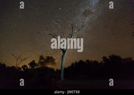 Albero morto stagliano contro un cielo stellato nel Bushveld africana Foto Stock