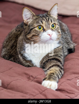 Nizza adulto tabby cat sul letto in comfort Foto Stock