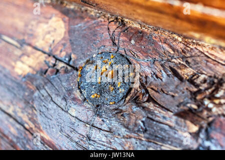 Gocce di resina sul legno scuro al giorno Foto Stock