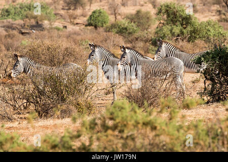 Di Grevy Zebra (Equus grevyi) permanente sulla protezione verso la direzione di una leonessa nelle vicinanze Foto Stock