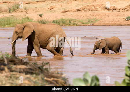 Baby Elephant (Elefante africano Loxodonta africana) in seguito alla sua madre per attraversare il fiume, rendendo gli schizzi Foto Stock
