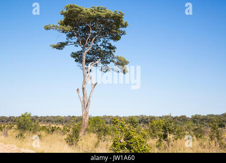 Un alto Msasa tree (Brachystegia spiciformis) noto anche come zebrawood crescendo in un aperto savana Foto Stock