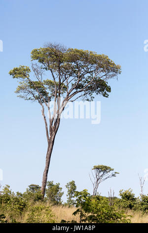 Un alto Msasa tree (Brachystegia spiciformis) noto anche come zebrawood crescendo in un aperto savana Foto Stock