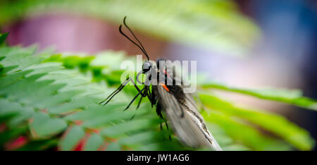 Butterfly dal lato Foto Stock