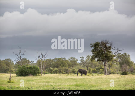 Un lone elefante africano (Loxodonta africana) bull alimentazione in lussureggianti prati con le nuvole di byte di overhead. Foto Stock