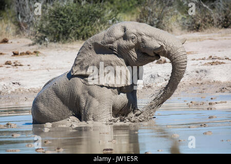 Coppia elefante africano (Loxodonta africana) Toro Seduto in un fangoso waterhole avente un mudbath Foto Stock