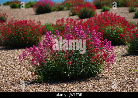 Fiori spontanei sul foreshore a Eastney, Portsmouth in Hampshire. Foto Stock