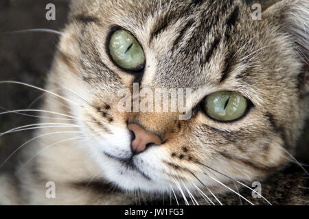 Bel ritratto di un gatto Foto Stock
