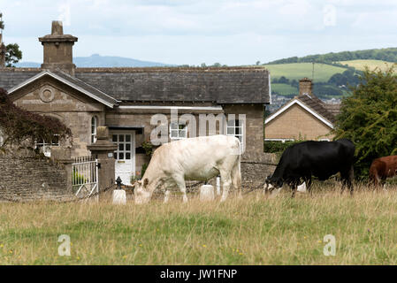 Il pascolo di bestiame al di fuori di un gatehouse su Minchinhampton Common, Amberley, Gloucestershire,l'Inghilterra, Regno Unito Foto Stock
