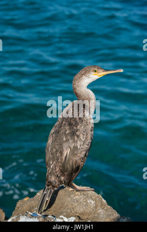 Immaturo Mediterranean Shag o Common Shag, Gulosus aristotelis desmarestii, arroccato sulle rocce, isola di Ibiza, Isole Baleari, Spagna Foto Stock