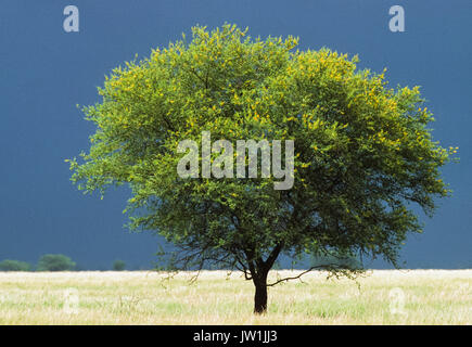 Acacia albero che cresce in habitat prativi, Blackbuck National Park, Velavadar, Gujarat, India Foto Stock