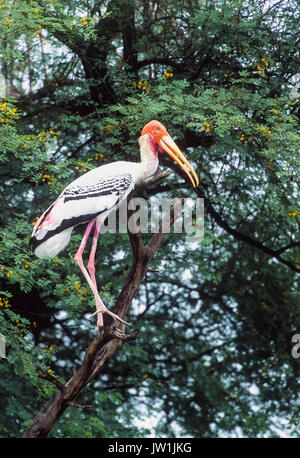 Dipinto di Stork, (Mycteria leucocephala), di Keoladeo Ghana National Park, Bharatpur Rajasthan, India Foto Stock