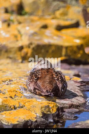 Comune femmina Eider Duck, (Somateria mollissima), farne isole, Northumbria, Northumberland, Isole britanniche, REGNO UNITO Foto Stock