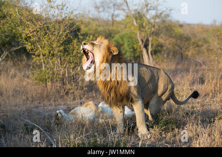 Leone maschio (Panthera leo) sbadigliare dopo l'accoppiamento con una femmina Foto Stock