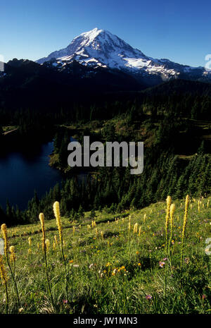 Mt Rainier dal picco Tolmie con beargrass, Mt Rainier National Park, Washington Foto Stock