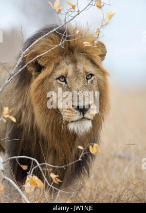 Ritratto di un maschio adulto lion (Panthera leo) con grandi mane Foto Stock