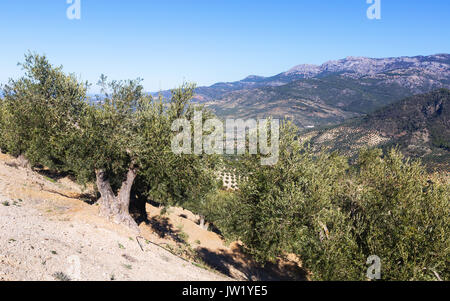 Impianto di olive a montagne campi nel giorno d'inverno. Provincia de Jaen, Spagna Foto Stock