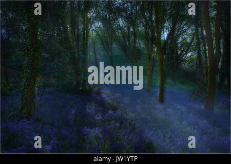 La mattina presto la luce del sole in blue bell boschi con alberi di luce e di ombra Foto Stock